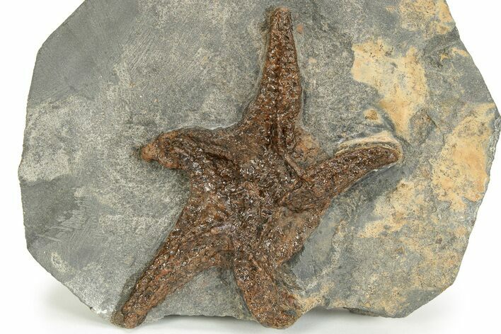 Ordovician Fossil Starfish - Morocco #233019